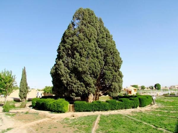 Самые древние сохранившиеся в мире деревья, 25 фото