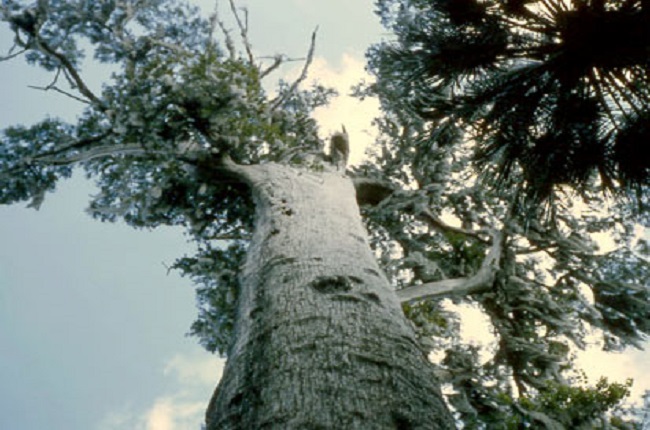 Самые древние сохранившиеся в мире деревья, 25 фото