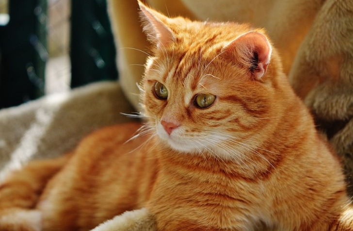 20 малоизвестных фактов о кошках