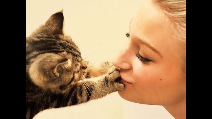 20 малоизвестных фактов о кошках