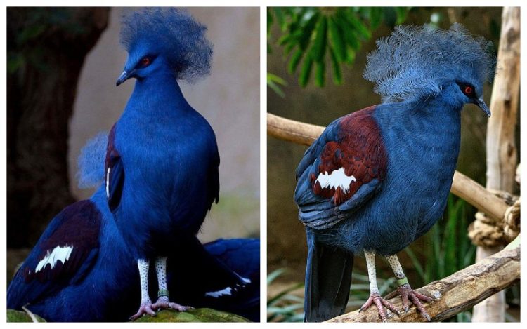 Blue Crowned Pigeon