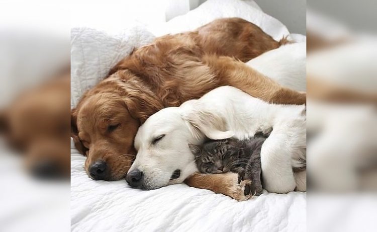 animals in bed