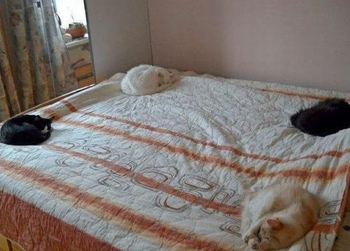 animals in bed