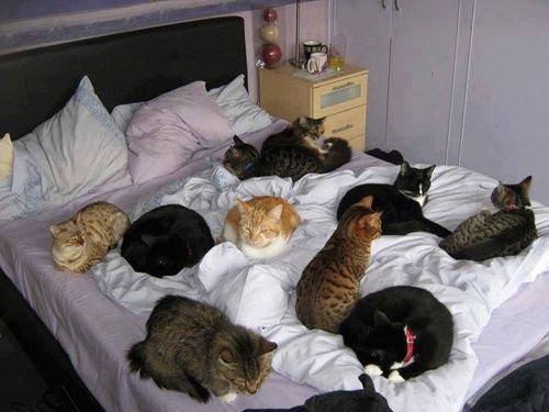 animals in bed
