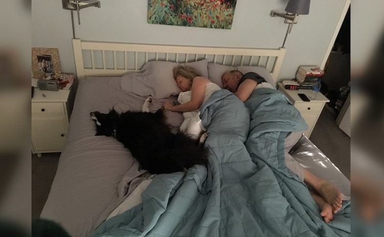 animals in bed