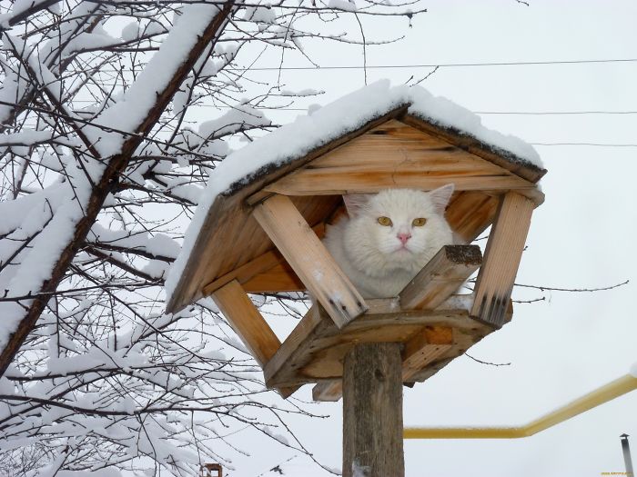 Коты на деревьях 