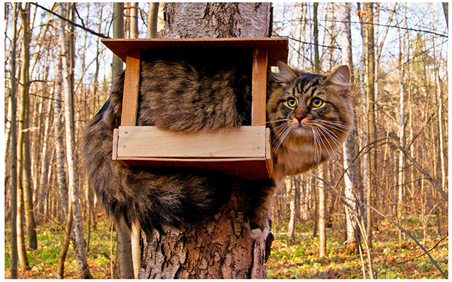 Коты на деревьях 