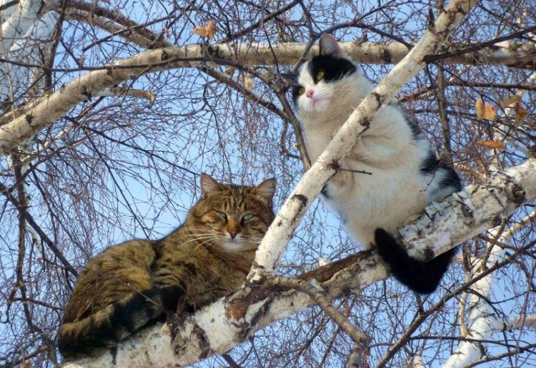 Коты на деревьях 