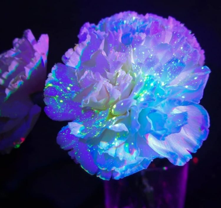 Захватывающие кадры с использованием ультрафиолетовой лампы: 40 фото