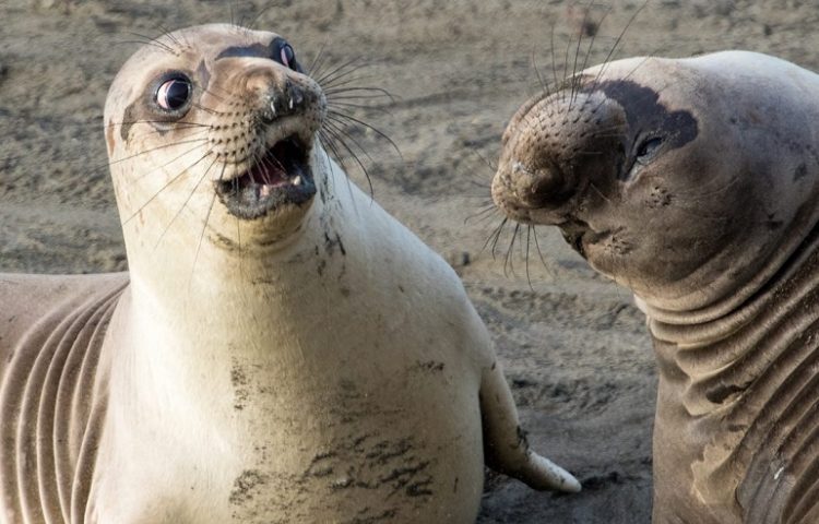 фото животных в нужный момент