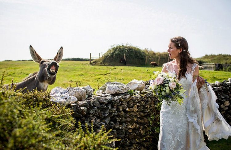 свадебные фото с животными