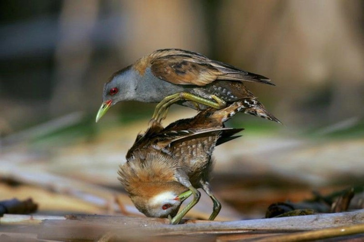 Прикольные и смешные: 30 потешных фото птиц