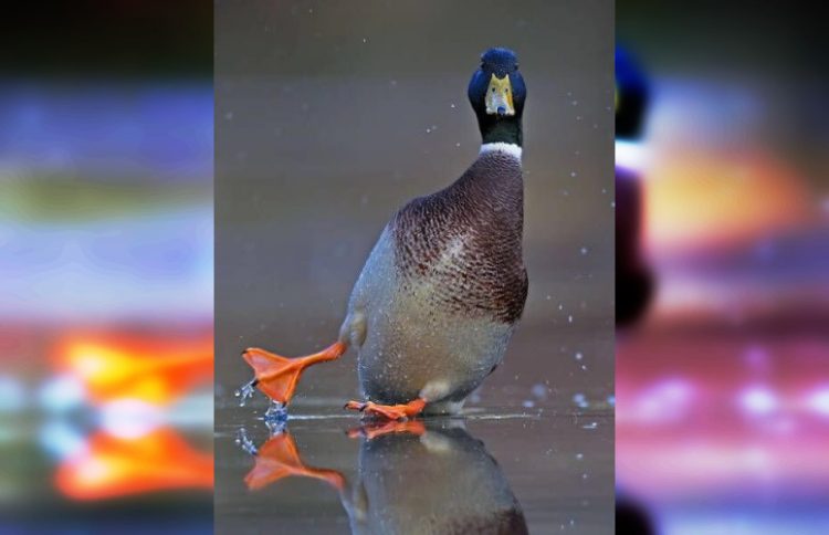 Прикольные и смешные: 30 потешных фото птиц