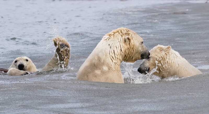 Юморные фото животных по версии Comedy Wildlife Photography Awards