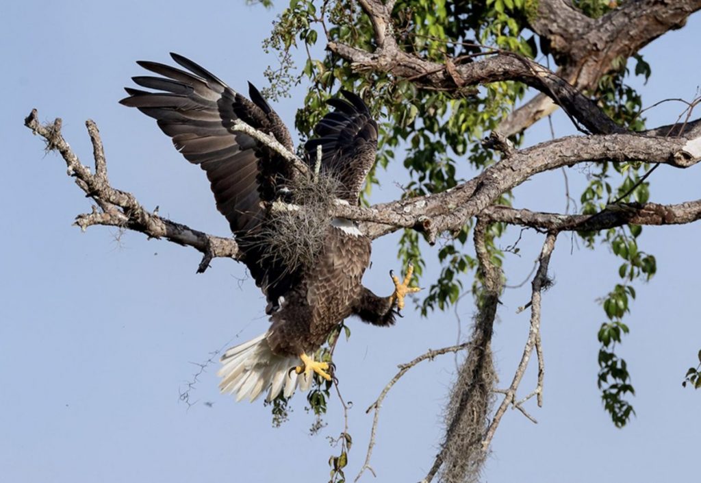 Юморные фото животных по версии Comedy Wildlife Photography Awards