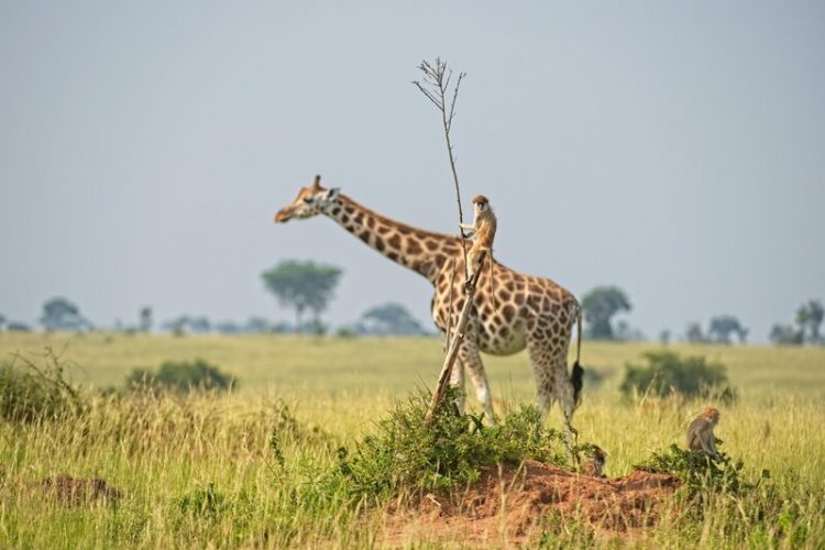 Юморные фото животных по версии Comedy Wildlife Photography Awards