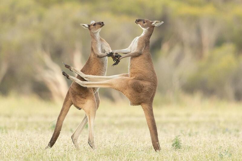 Юморные фото животных по версии Comedy Wildlife Photography Awards