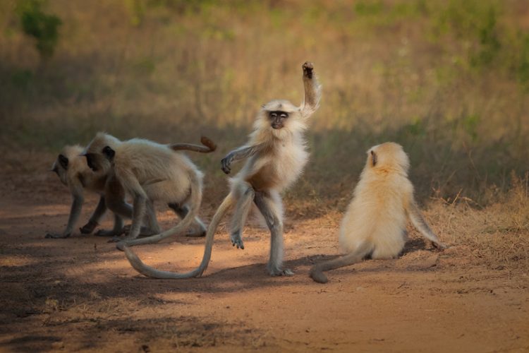 Юморные фото животных по версии Comedy Wildlife Photography Awards