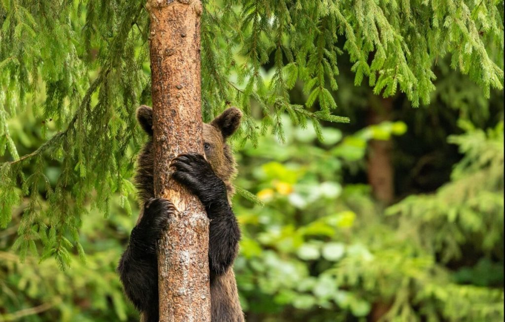 Юморные фото животных по версии Comedy Wildlife Photography Awards