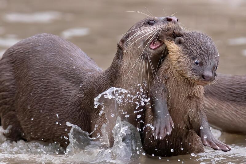 Юморные фото животных по версии Comedy Wildlife Photography Awards