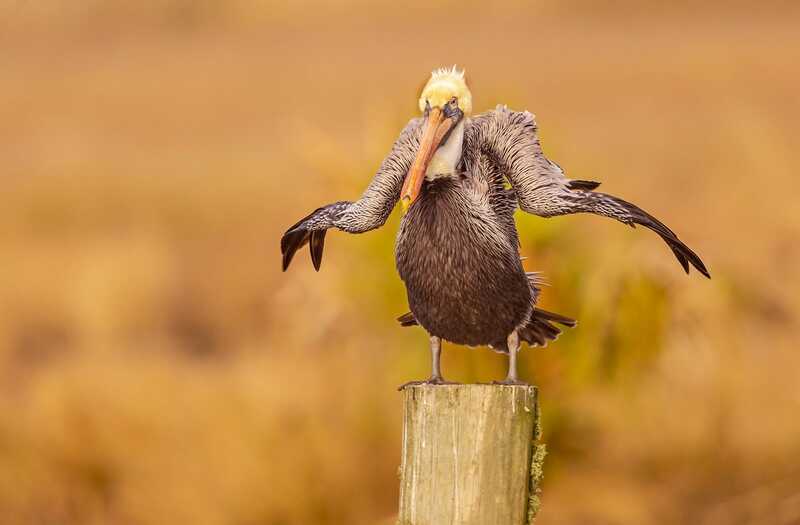 Юморные фото животных по версии Comedy Wildlife Photography Awards