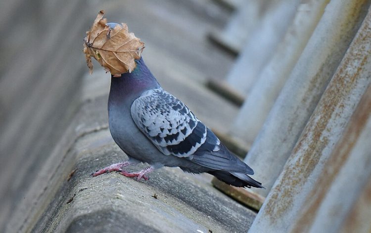 The Funniest Birds: Try Not To Laugh