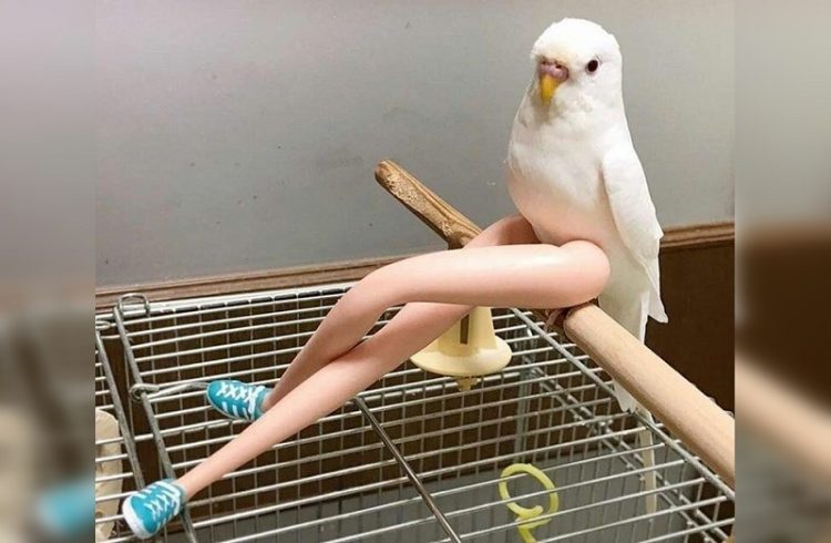 The Funniest Birds: Try Not To Laugh