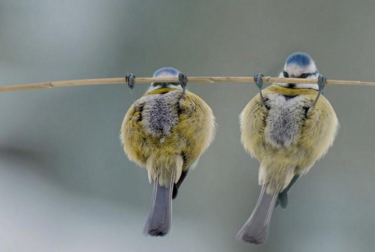 The Funniest Birds: Try Not To Laugh