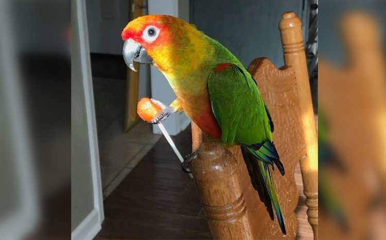 The Funniest Birds: Try Not To Laugh