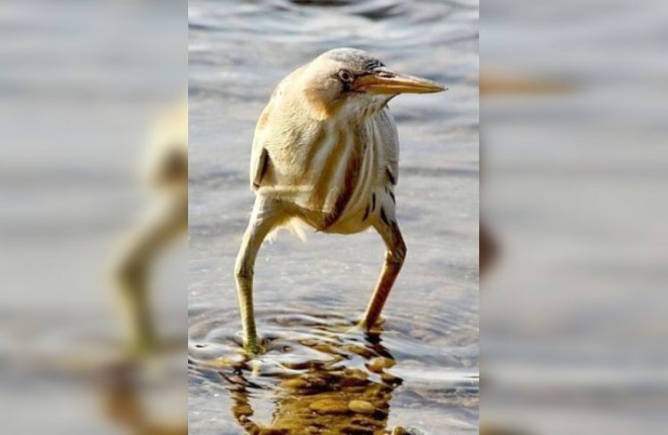 The Funniest Birds: Try Not To Laugh