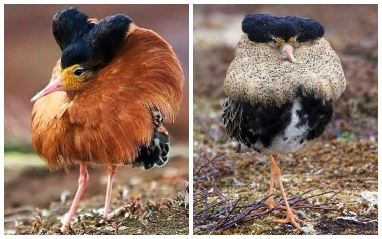 The Funniest Birds: Try Not To Laugh