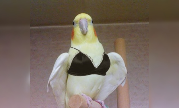 The Funniest Birds: Try Not To Laugh