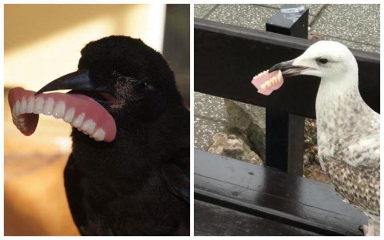 The Funniest Birds: Try Not To Laugh