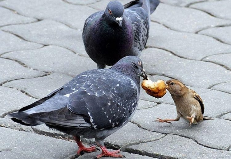 The Funniest Birds: Try Not To Laugh