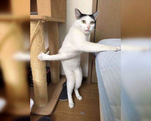 Craziest Cats in the Most Ridiculous Poses - Page 12 of 30 - BestPositive