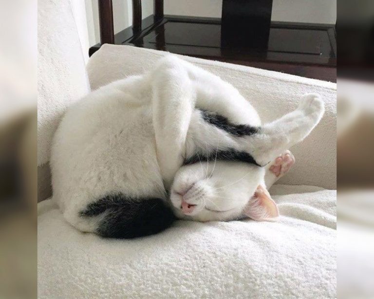Craziest Cats in the Most Ridiculous Poses Page 18 of 30 BestPositive