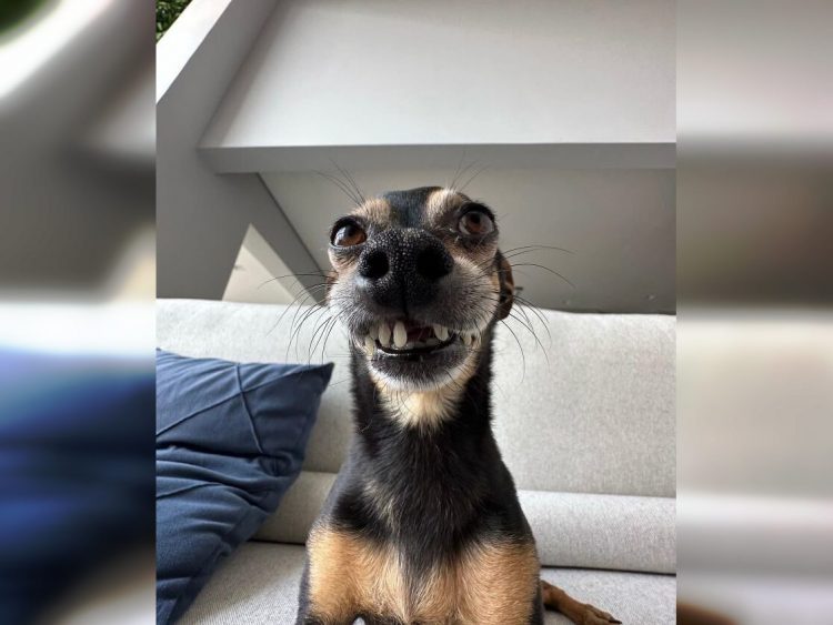 30 Smile-inducing Photos of the Funniest Animals