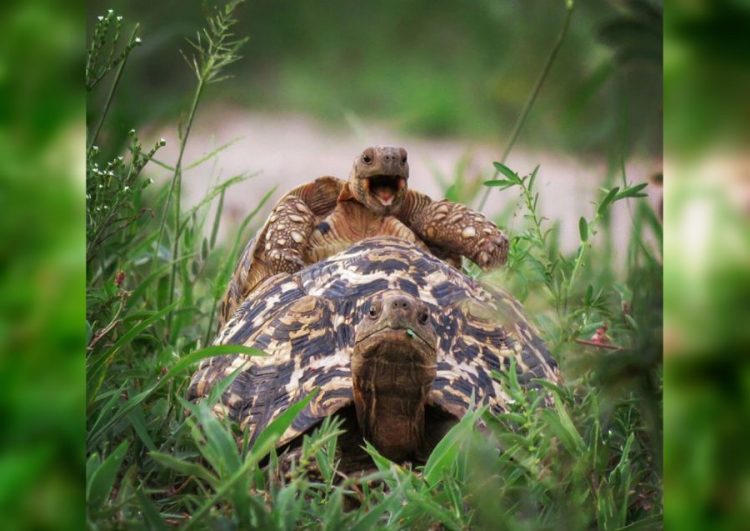 30 Smile-inducing Photos of the Funniest Animals