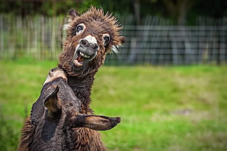 30 Smile-inducing Photos of the Funniest Animals