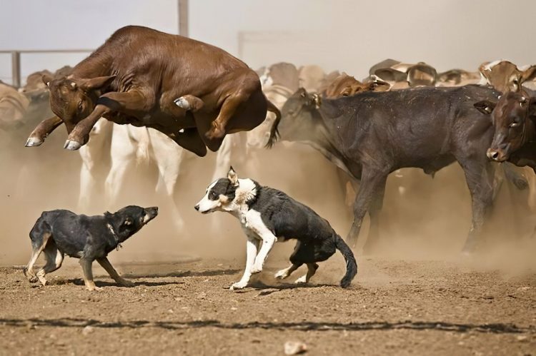 Capturing the Moment: Perfectly Timed Animal Shots