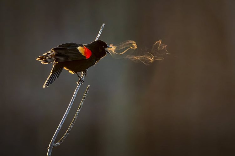 Capturing the Moment: Perfectly Timed Animal Shots