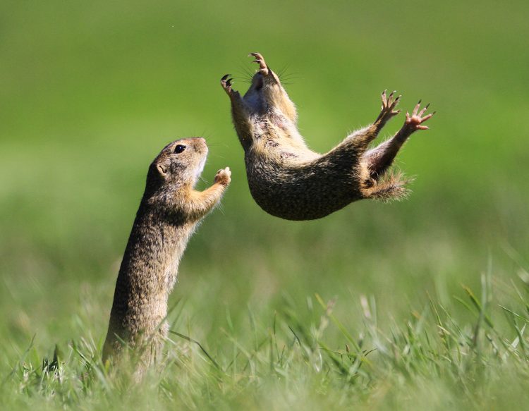 Capturing the Moment: Perfectly Timed Animal Shots