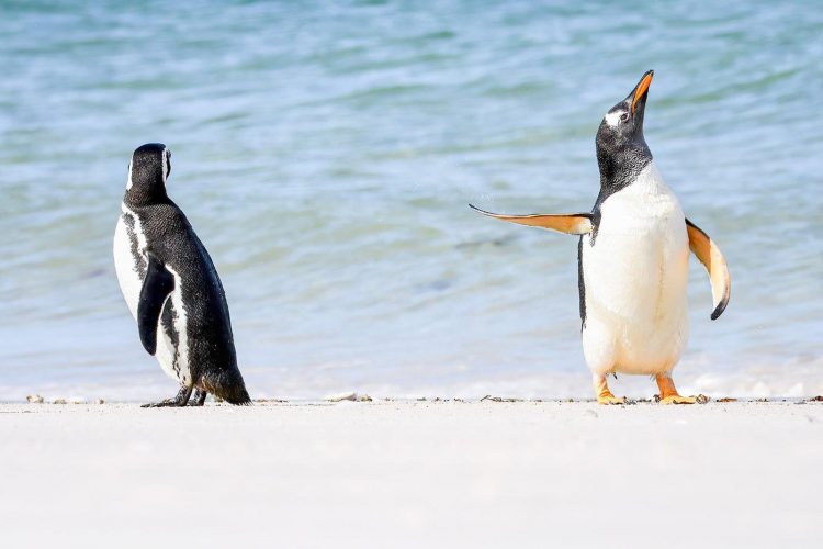 Capturing the Moment: Perfectly Timed Animal Shots