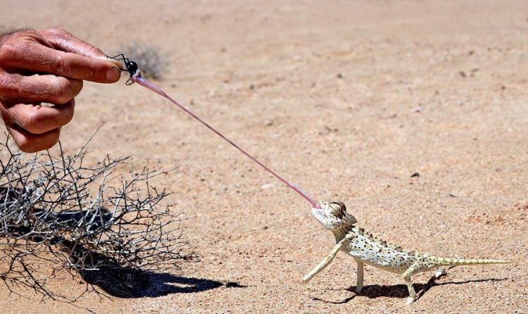 Capturing the Moment: Perfectly Timed Animal Shots