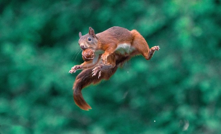 Capturing the Moment: Perfectly Timed Animal Shots