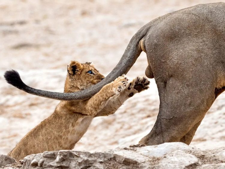 Capturing the Moment: Perfectly Timed Animal Shots