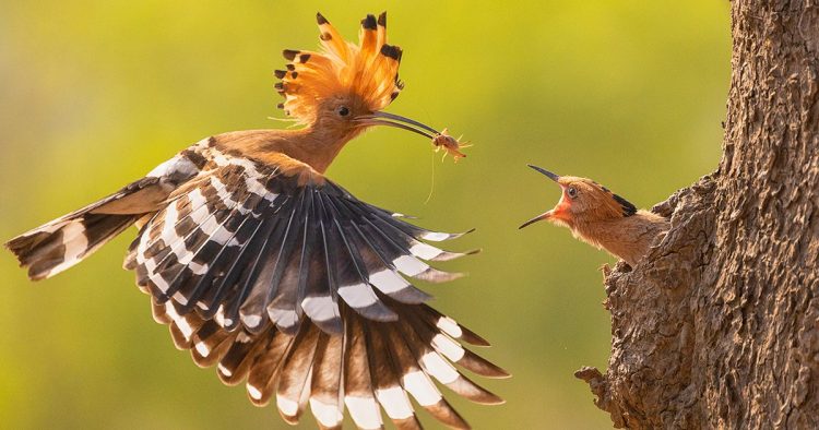 Capturing the Moment: Perfectly Timed Animal Shots