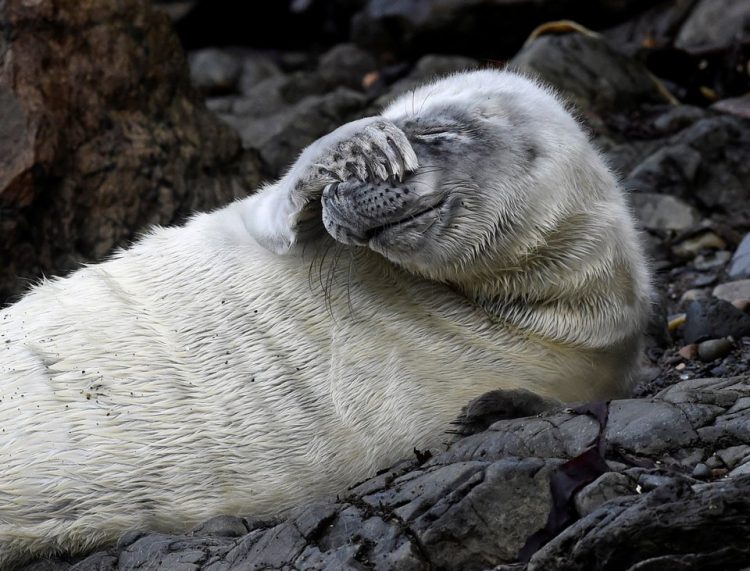 Capturing the Moment: Perfectly Timed Animal Shots