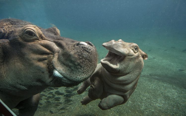 Capturing the Moment: Perfectly Timed Animal Shots