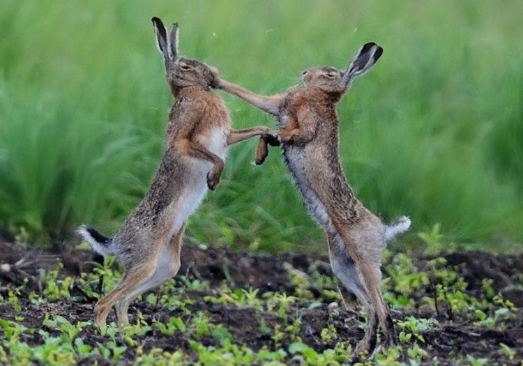 Capturing the Moment: Perfectly Timed Animal Shots